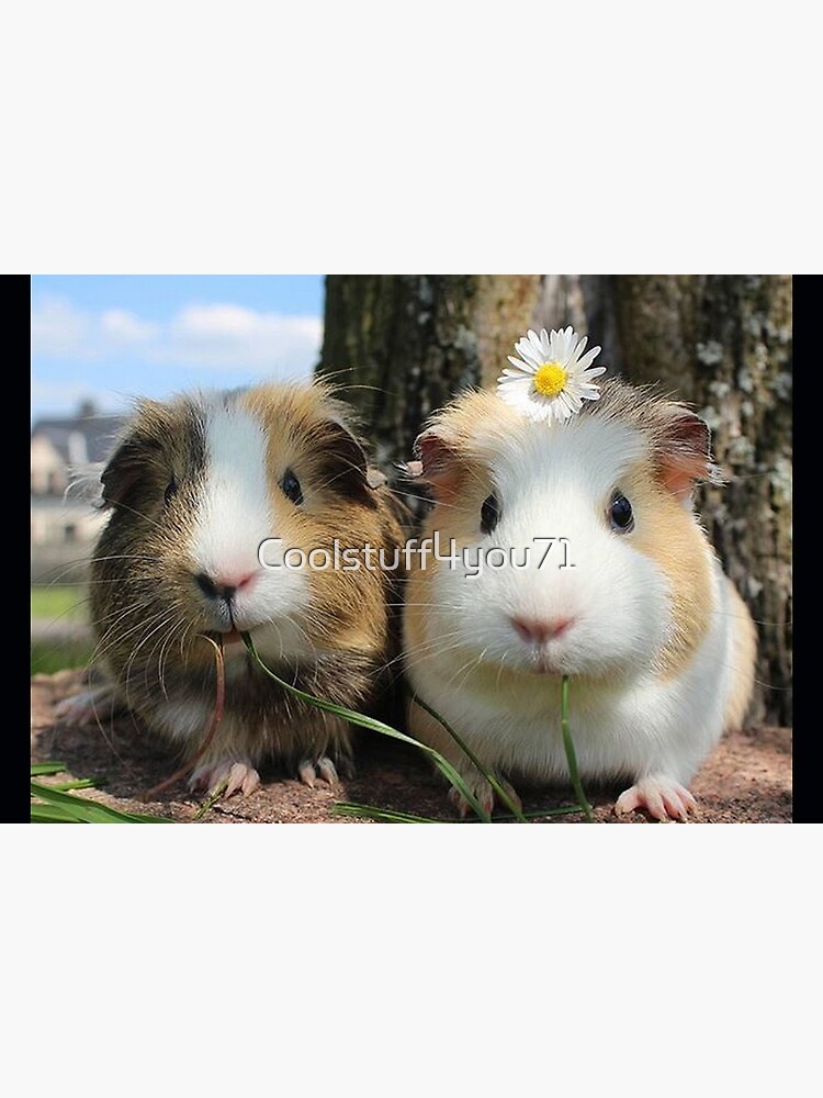 Guinea Pig – Cavy Collection – Model 01