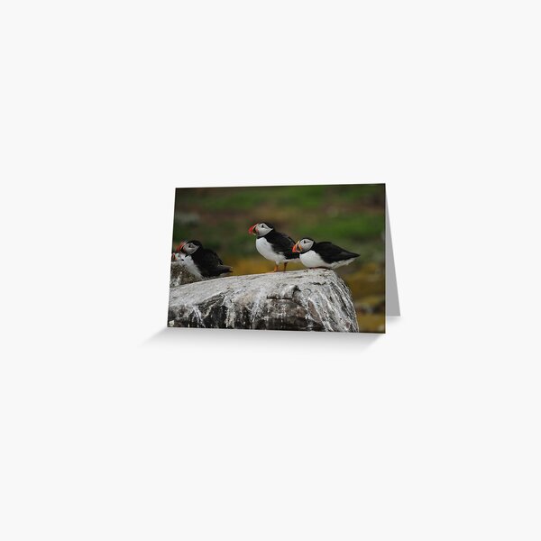 Item preview, Puffins designed and sold by James1980.