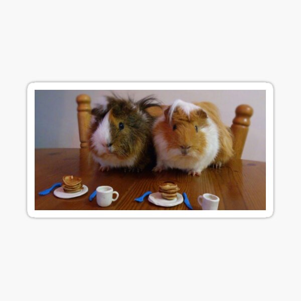 Guinea Pig – Cavy Collection – Model 07 Sticker