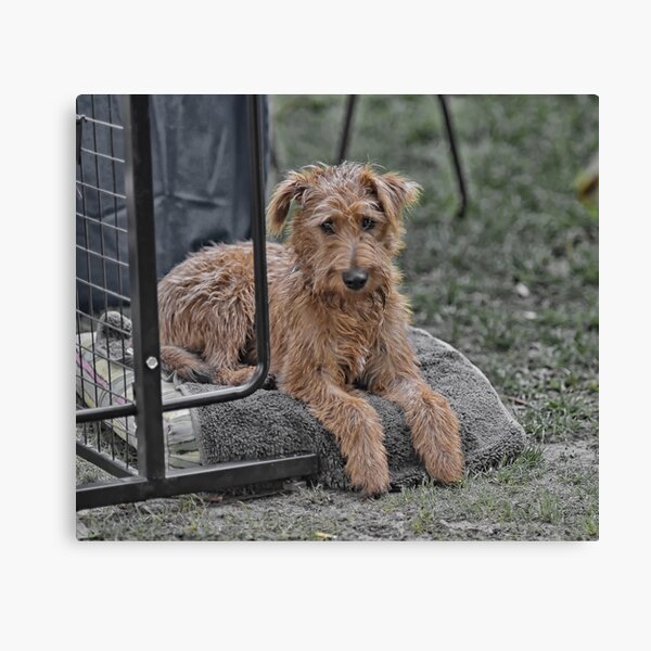 On Guard Canvas Print