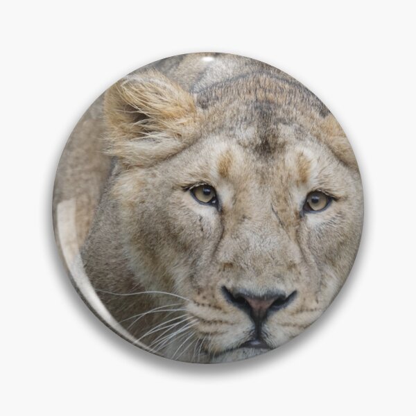 Item preview, Lion 009 designed and sold by JAMFoto.