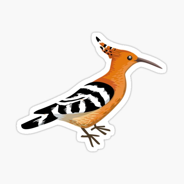 Hoopoe, Colorful bird, realistic illustration Glossy Sticker