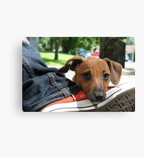 Baxter Canvas Print