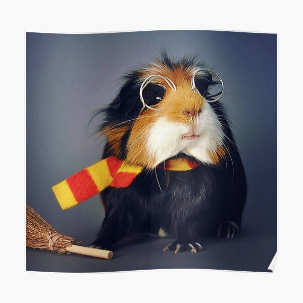 Guinea Pig – Cavy Collection – Model 24 Poster