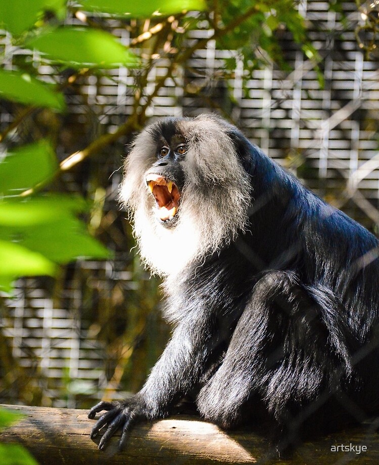 Monkey  San Diego Zoo