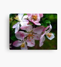 jewels in the rain Canvas Print
