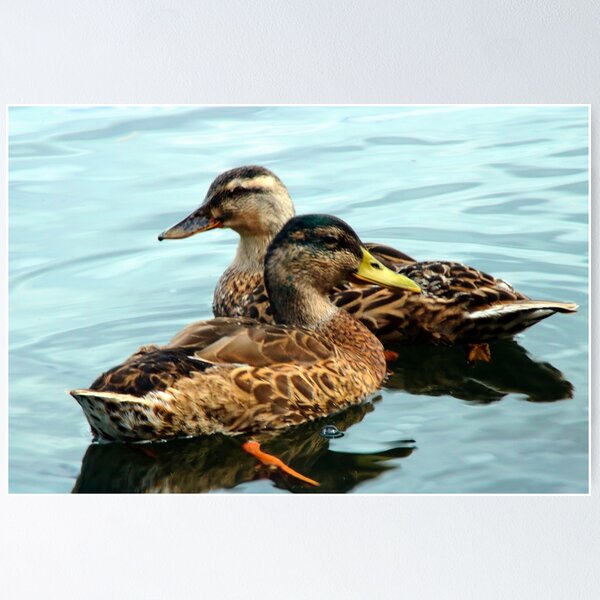 Dabbling Ducks  Ducks Unlimited