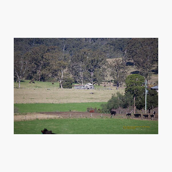 Item preview, Dairy Shed & Cattle, Vacy, NSW Australia designed and sold by SNPenfold.
