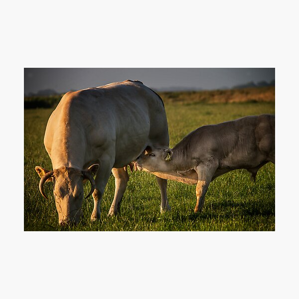 Item preview, the cow and the calf designed and sold by THHoang.