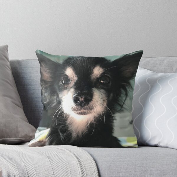 Aperçu de l'œuvre  un chihuahua de 16 ans créée et vendue par Cayleb's Kindred Senior Dog Rescue.