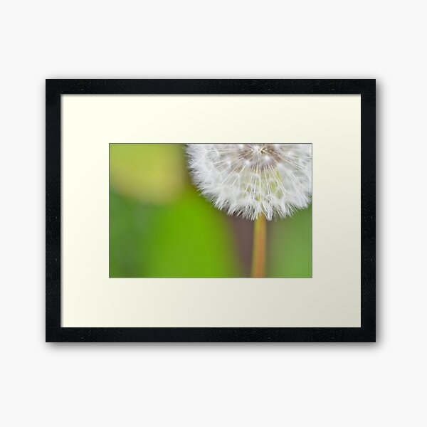 "Dazzling Dandelion" Framed Art Print