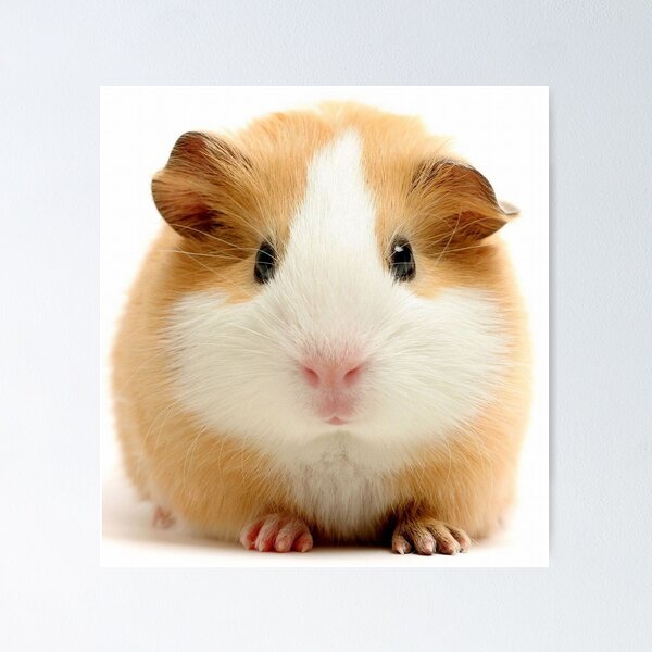 Item preview, Guinea Pig – Cavy Collection – Model 27 designed and sold by Coolstuff4you71.