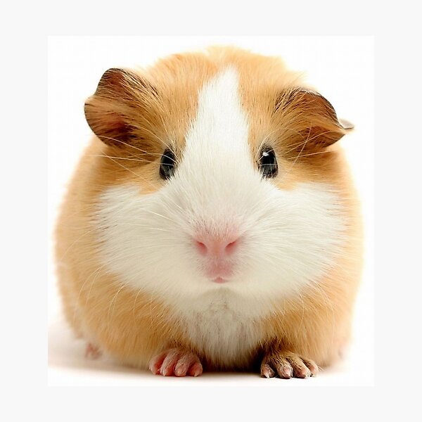 Item preview, Guinea Pig – Cavy Collection – Model 27 designed and sold by Coolstuff4you71.