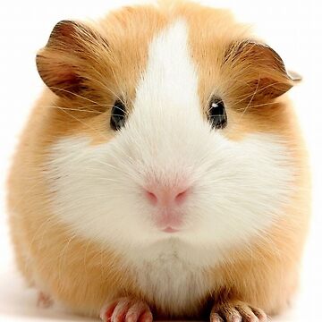 Artwork thumbnail, Guinea Pig – Cavy Collection – Model 27 by Coolstuff4you71