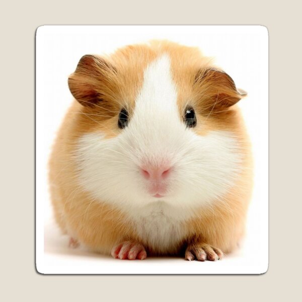 Artikelvorschau,  auch als Meerschweinchen oder Hausschweinchen bekannt entworfen und verkauft von Coolstuff4you71.
