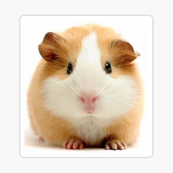 Item preview, Guinea Pig – Cavy Collection – Model 27 designed and sold by Coolstuff4you71.