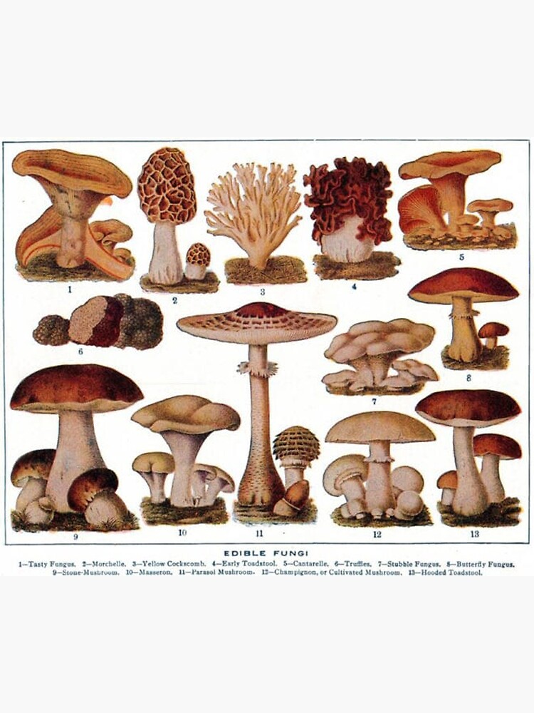 Edible Mushroom/Fungi Chart Premium Matte Vertical Poster sold by Plo