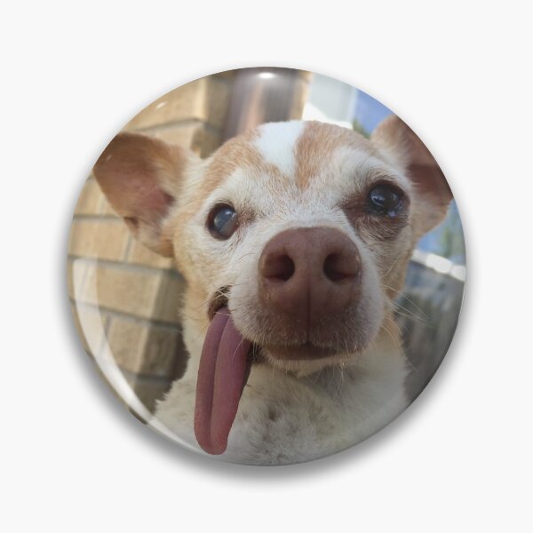 Item preview, Dobby the Chihuahua designed and sold by Cayleb's Kindred Senior Dog Rescue.