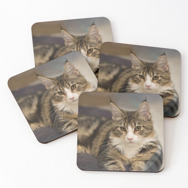 Item preview, Cute Maine Coon kitten straight look designed and sold by Zina Stromberg.