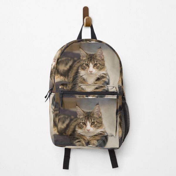 Item preview, Cute Maine Coon kitten straight look designed and sold by Zina Stromberg.
