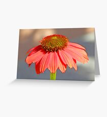 Sombrero Greeting Card