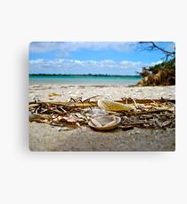 Sea Shells, Seven Mile Beach Canvas Print