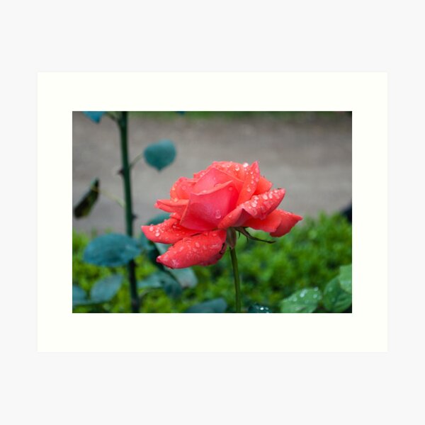 Item preview, Rose designed and sold by Maria  Varlet.