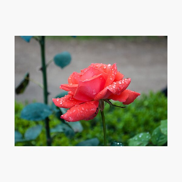 Item preview, Rose designed and sold by Maria  Varlet.
