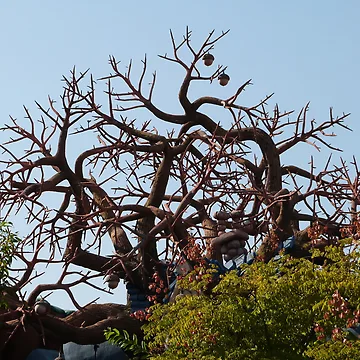 Artwork thumbnail, Freaky Tree by FangFeatures