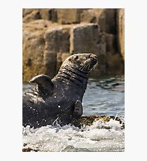 Grey Seal Photographic Print