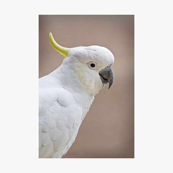 Item preview, Sulpher Crested Cockatoo - Cacatua galerita designed and sold by Travis Easton.