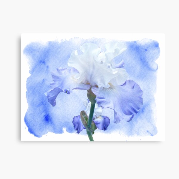 True Blue - Bearded Iris Canvas Print