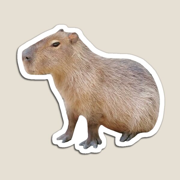 Reader Bee  Capybara, Animal silhouette, American animals