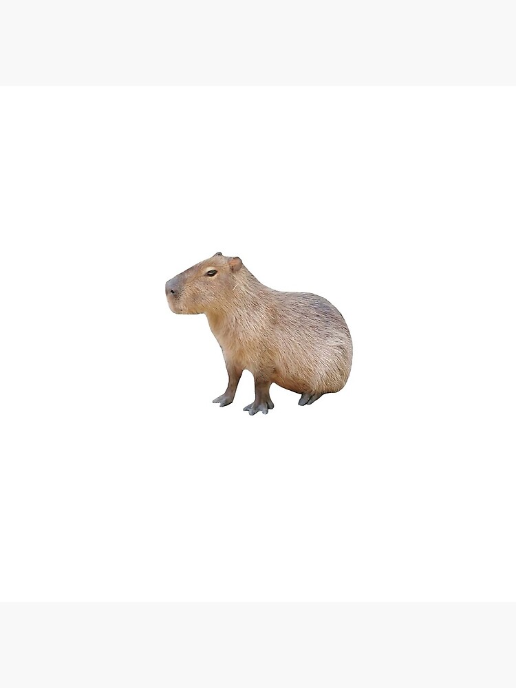 Sitting Capybara