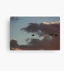 Pelicans returning home Canvas Print