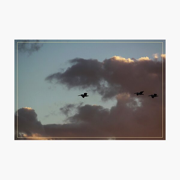 Pelicans returning home Photographic Print