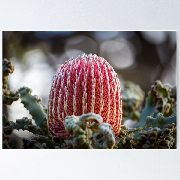Item preview, Banksia Menziesii designed and sold by ceiicileb.