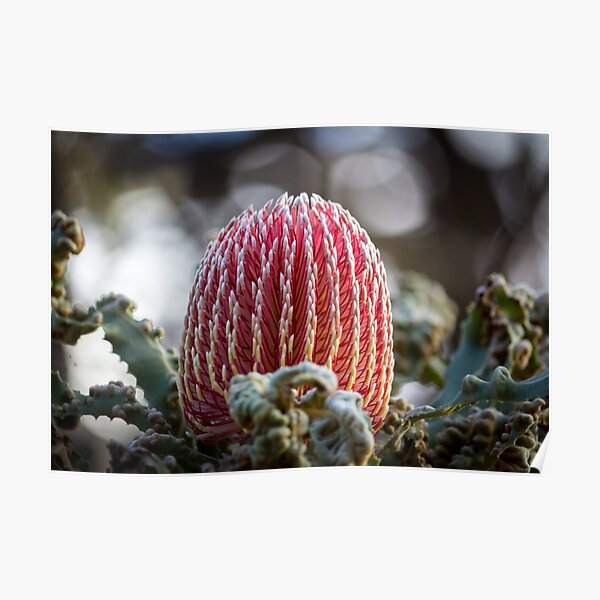 Banksia Menziesii Poster