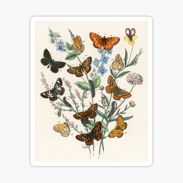 Cottagecore Butterflies and Flowers Scientific Illustration Art Sticker