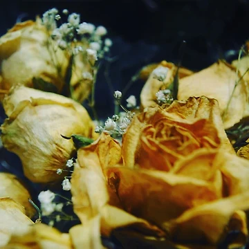 Artwork thumbnail, Dead Roses by cwinter02