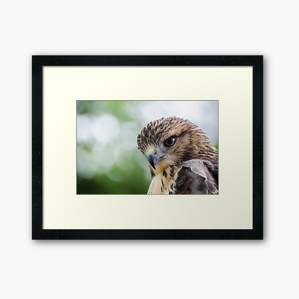 Red-tailed Hawk.4 - Philadelphia, Pennsylvania Framed Art Print