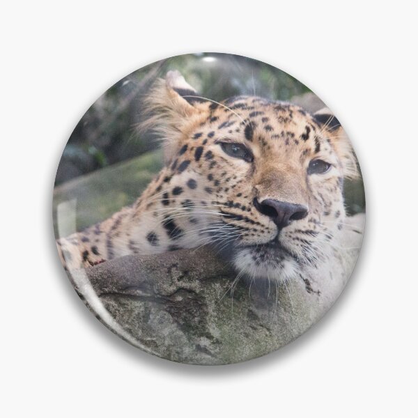 Item preview, Amur Leopard designed and sold by ashleyeasterly.