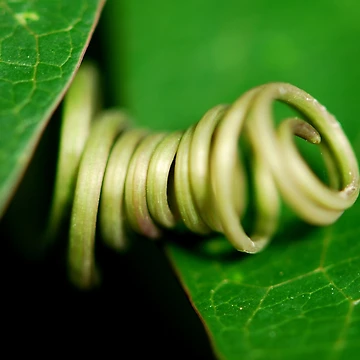 Artwork thumbnail, Spring Loaded by Adam Le Good