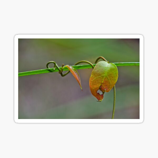 Hang on Sticker
