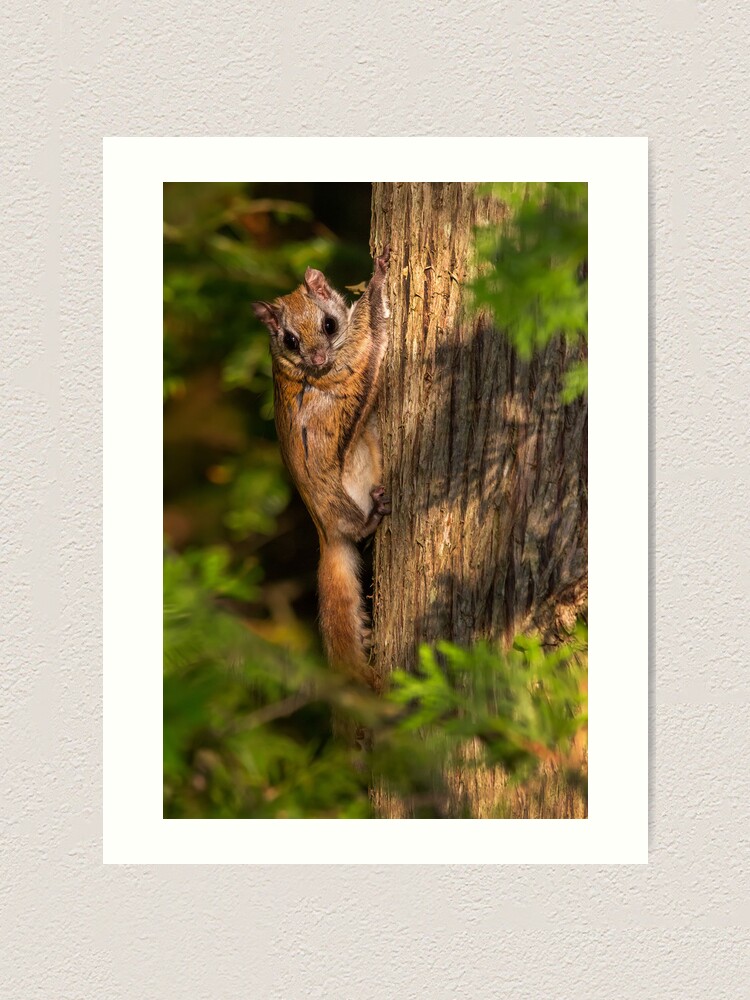 Impression Artistique Ecureuil Volant Dans L Habitat Par Dancad Redbubble