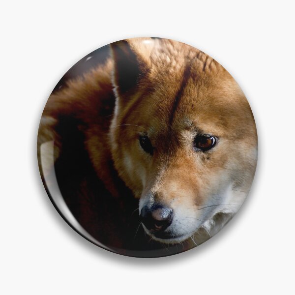 Item preview, Dingo Stare designed and sold by GP1746.
