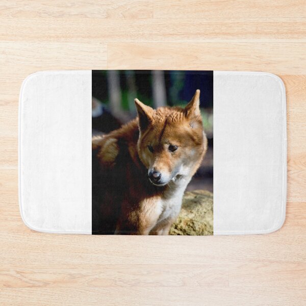 Item preview, Dingo Stare designed and sold by GP1746.