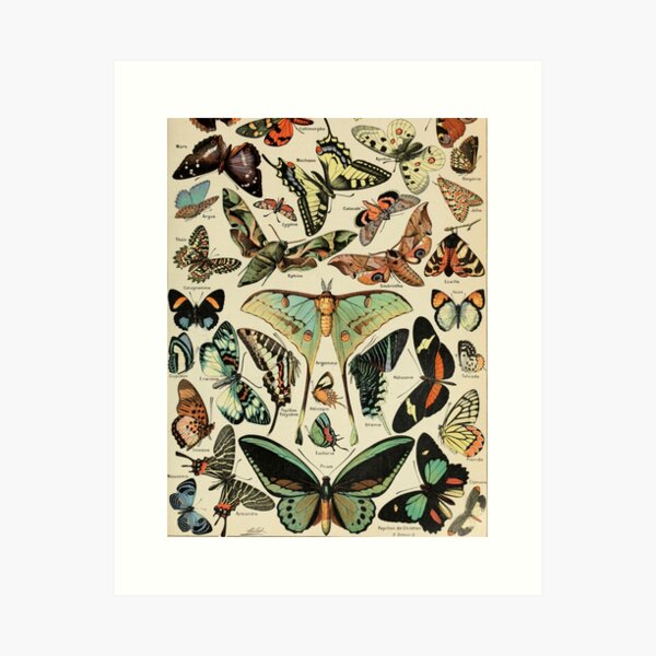 Item preview, Adolph Millot Papillons designed and sold by Flip & Flop.