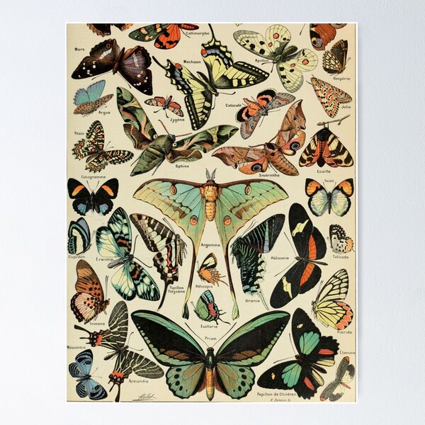 Item preview, Adolph Millot Papillons designed and sold by Flip & Flop.