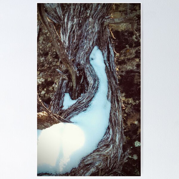 Artikelvorschau, Juniper Tree Study III - Schnee entworfen und verkauft von brusling.